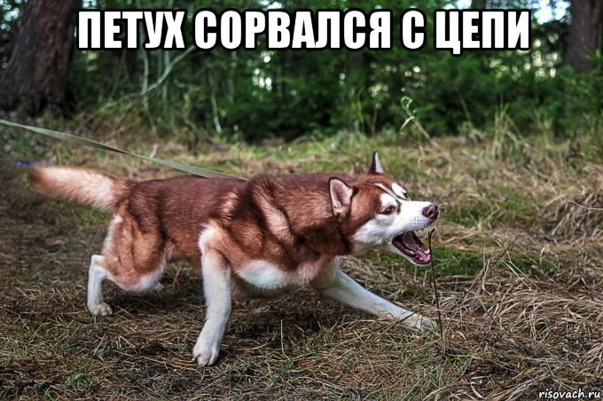 петух сорвался с цепи , Мем Петух срыв с цепи