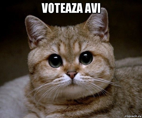 voteaza avi , Мем Пидрила Ебаная