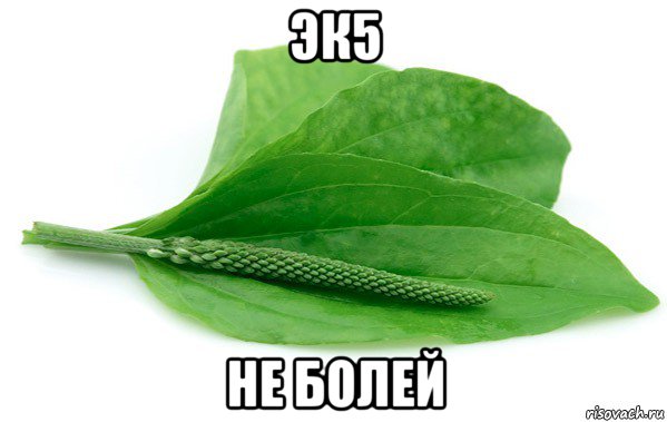эк5 не болей