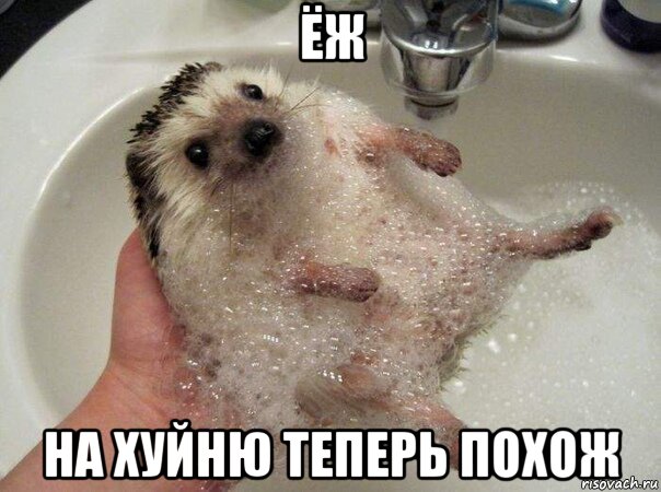ёж на хуйню теперь похож, Мем ППЦ