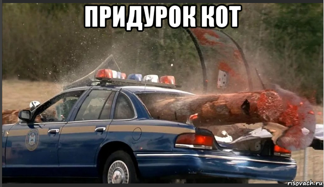 придурок кот , Мем Пункт назначения 2