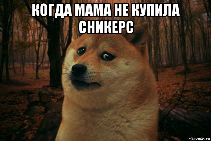 когда мама не купила сникерс , Мем SAD DOGE