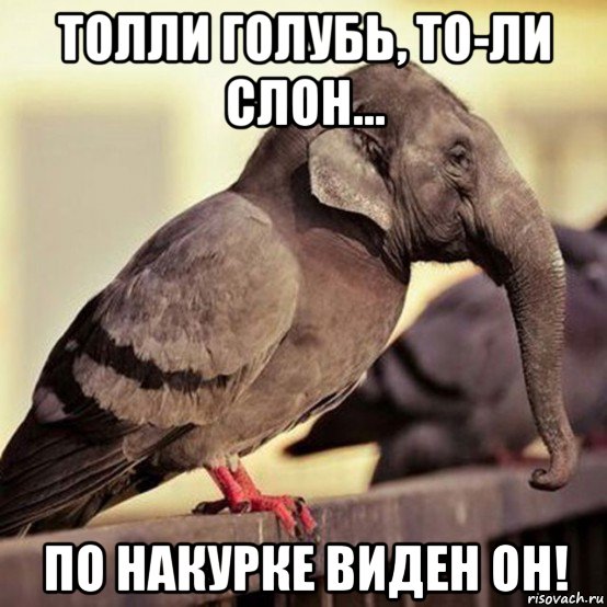 толли голубь, то-ли слон... по накурке виден он!, Мем Слон-ворона