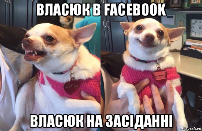 власюк в facebook власюк на засіданні, Мем Собака добрая и злая