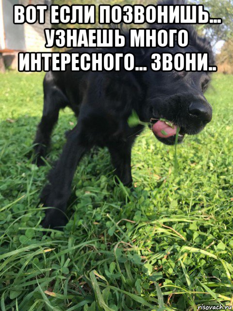 вот если позвонишь... узнаешь много интересного... звони.. , Мем Собака отряка