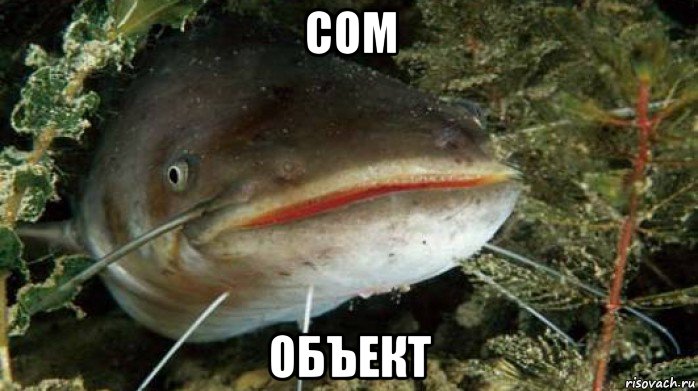 сом объект