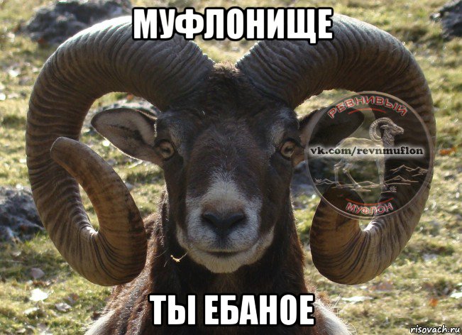муфлонище ты ебаное
