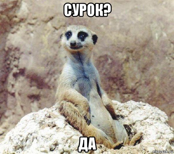 сурок? да