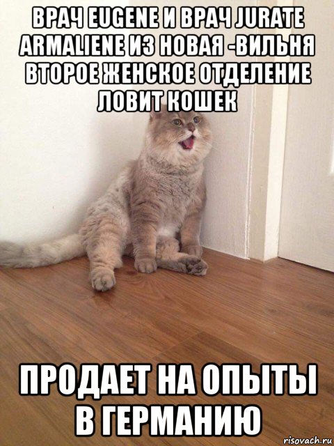 врач eugene и врач jurate armaliene из новая -вильня второе женское отделение ловит кошек продает на опыты в германию, Мем Тайский кот Бон Бон