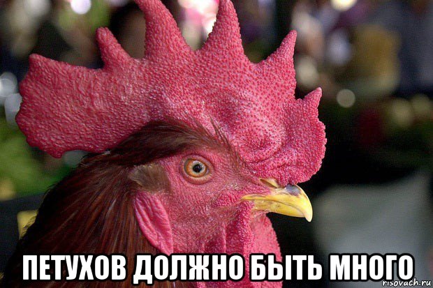  петухов должно быть много