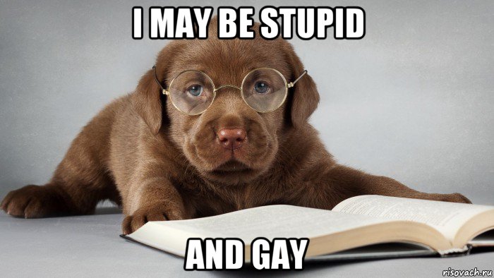 i may be stupid and gay, Мем Умный щенок