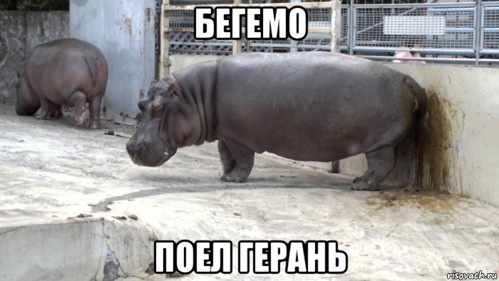 бегемо поел герань, Мем Админ