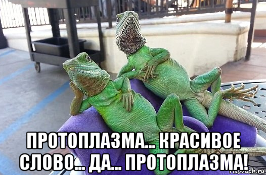  протоплазма... красивое слово... да... протоплазма!