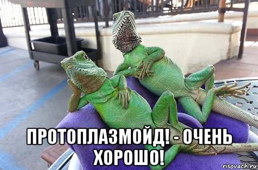  протоплазмойд! - очень хорошо!