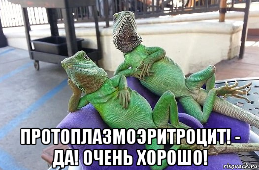  протоплазмоэритроцит! - да! очень хорошо!