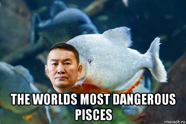  the worlds most dangerous pisces, Мем Баттулга пиранха