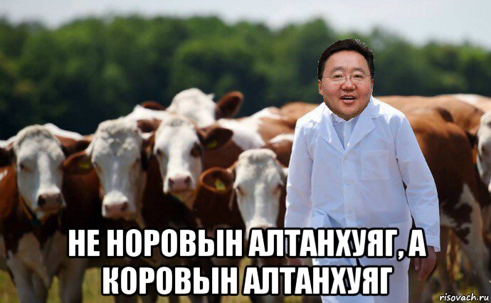  не норовын алтанхуяг, а коровын алтанхуяг, Мем Цахиагийн Элбэгдорж и коровы