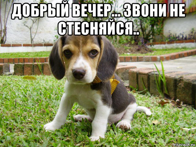 добрый вечер... звони не стесняйся.. , Мем Щенок блять