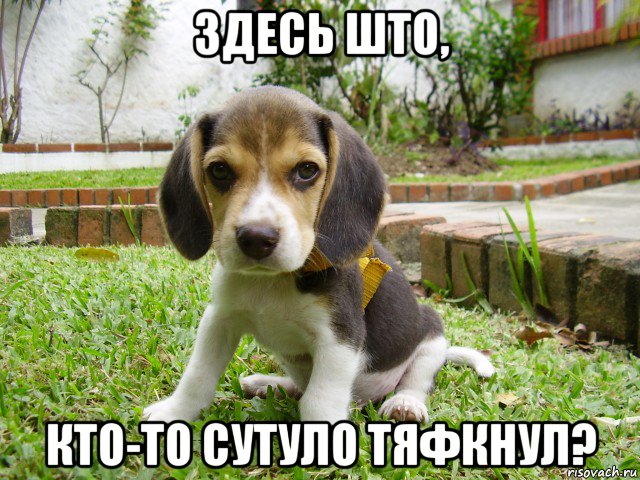 здесь што, кто-то сутуло тяфкнул?, Мем Щенок блять