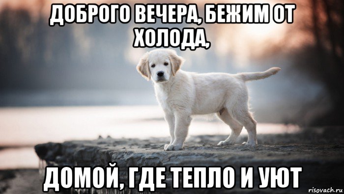 доброго вечера, бежим от холода, домой, где тепло и уют, Мем Щенок