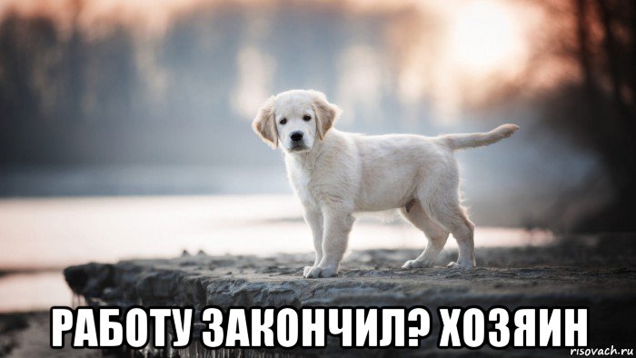  работу закончил? хозяин, Мем Щенок