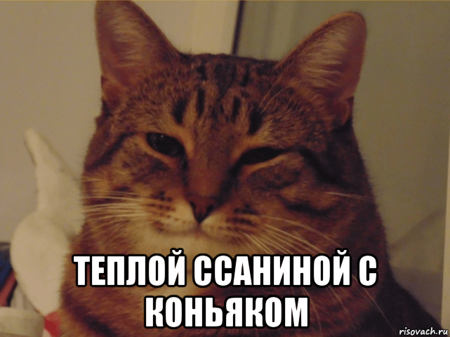  теплой ссаниной c коньяком, Мем Добродушный кот