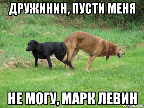 дружинин, пусти меня не могу, марк левин, Мем Dogfuck