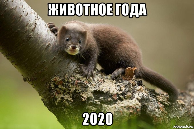 животное года 2020, Мем Европейская норка - Животное года - 2020