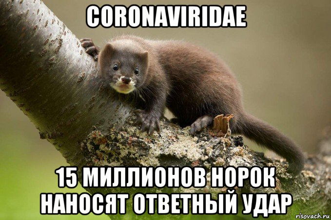 coronaviridae 15 миллионов норок наносят ответный удар, Мем Европейская норка - Животное года - 2020
