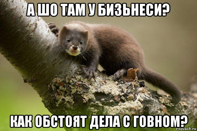 а шо там у бизьнеси? как обстоят дела с говном?, Мем Европейская норка - Животное года - 2020