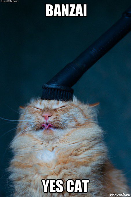 banzai yes cat, Мем Головосушка кот