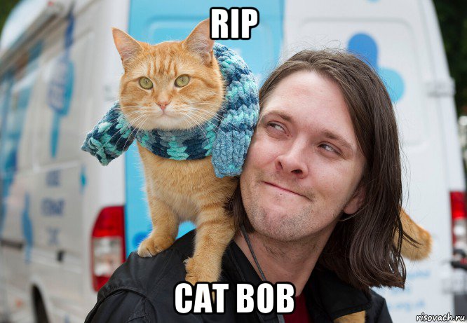 rip cat bob, Мем Кот Боб