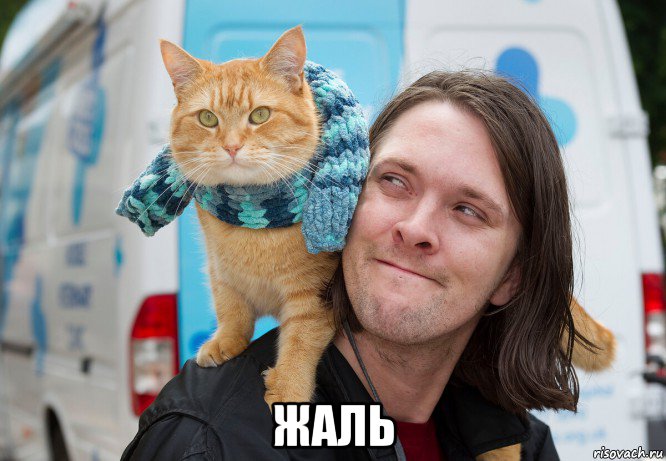  жаль, Мем Кот Боб