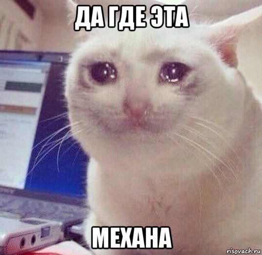 да где эта механа, Мем Кот плачет