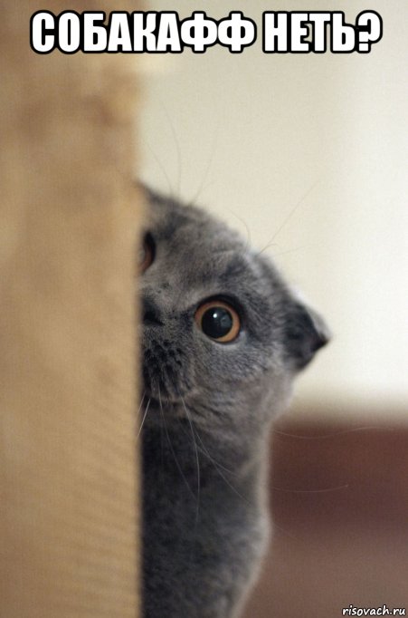 собакафф неть? , Мем Кот