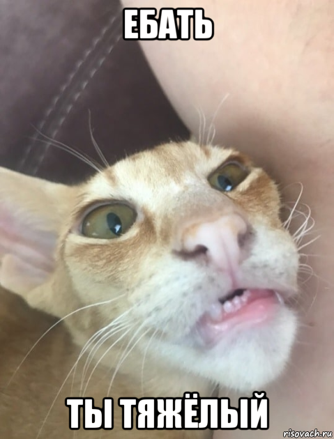 ебать ты тяжёлый, Мем Кот