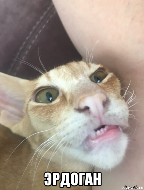  эрдоган, Мем Кот