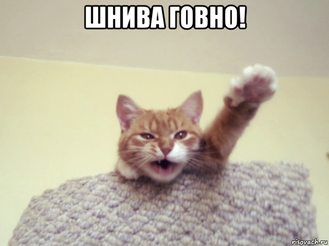 шнива говно! , Мем Котэ зигует