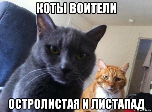 коты воители остролистая и листапад, Мем  Два котэ