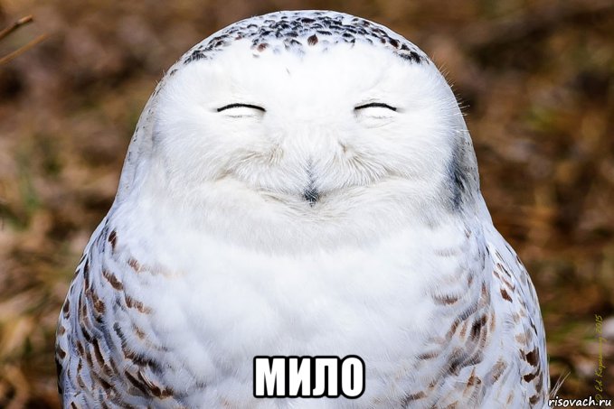  мило, Мем ЛЯПОТА