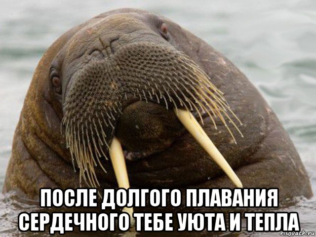  после долгого плавания сердечного тебе уюта и тепла