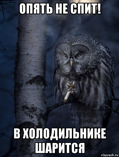 опять не спит! в холодильнике шарится, Мем Наблюдающая сова v2