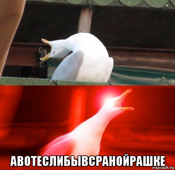  авотеслибывсранойрашке, Мем Орушая птица