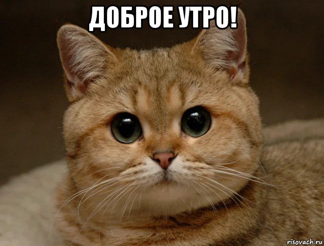доброе утро! 