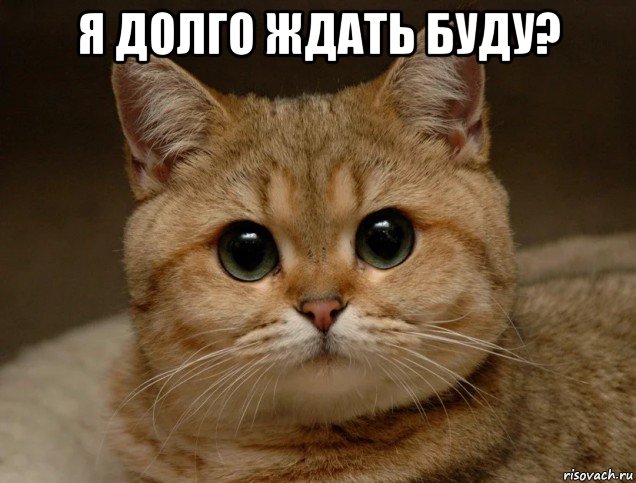я долго ждать буду? , Мем Педрила