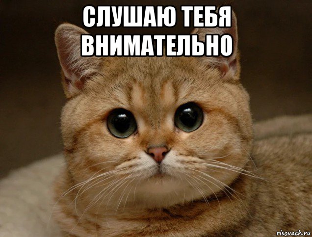 слушаю тебя внимательно , Мем Педрила
