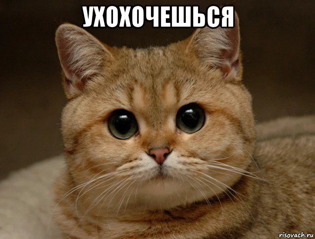 ухохочешься 