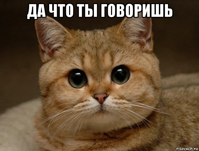 да что ты говоришь 