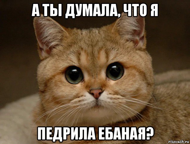 а ты думала, что я педрила ебаная?