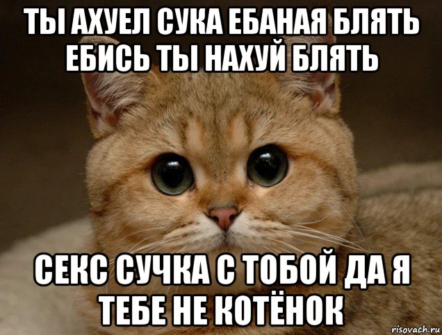 ты ахуел сука ебаная блять ебись ты нахуй блять секс сучка с тобой да я тебе не котёнок